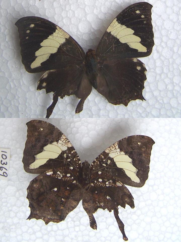 FIGURE 1e FIGURE 1e